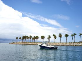 A speedboat navigates through calm waters, framed by a picturesque backdrop of palm trees and a clear blue sky, perfect for a day on the water.