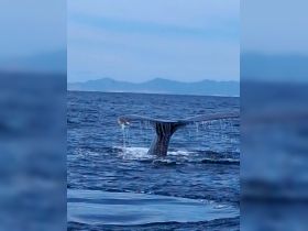 A stunning close-up of a whale's tail as it dives into the ocean, showcasing the beauty of marine wildlife in their natural habitat.