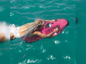 A woman enjoys a sunny day in the water, swimming on a vibrant pink float — perfect for fun water activities and relaxation.