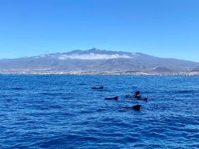 A pod of dolphins swims gracefully in the clear blue waters, with a stunning mountainous backdrop — a perfect scene for wildlife enthusiasts.