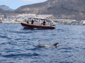 A dolphin swims near a boat with passengers enjoying the scenic backdrop of the coastline — a perfect moment for wildlife enthusiasts.