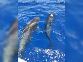 Two majestic whales swim gracefully in the deep blue ocean, showcasing the beauty of marine wildlife in their natural habitat.