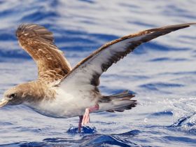 A stunning close-up of a bird in flight over the ocean, showcasing the beauty of wildlife in marine environments.