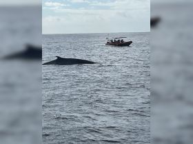 A majestic whale surfaces near a boat full of excited guests, showcasing a thrilling wildlife encounter on the water.