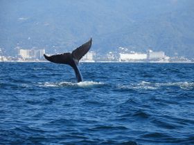 A majestic whale tail emerges from the ocean, showcasing the beauty of marine wildlife in its natural habitat — a breathtaking sight for nature enthusiasts.