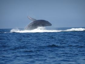 A magnificent humpback whale breaches the surface of the ocean, showcasing its power and grace — a breathtaking moment for wildlife enthusiasts.