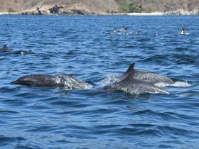 A captivating scene of dolphins swimming in clear blue waters, showcasing the beauty of marine wildlife in their natural habitat.