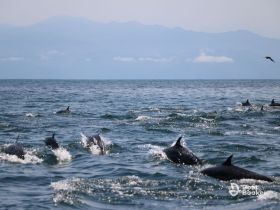 A lively pod of dolphins swims gracefully through the ocean, showcasing the beauty of marine wildlife in their natural habitat.