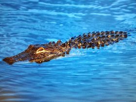 A close-up shot of a crocodile swimming gracefully in clear blue waters, showcasing the beauty of wildlife in its natural habitat.