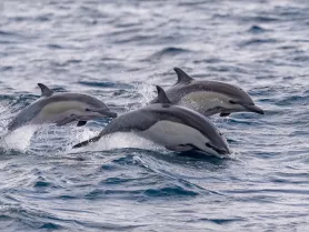 A captivating moment capturing dolphins jumping through the waves, showcasing the beauty of marine wildlife in their natural habitat.