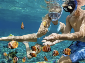 A couple enjoys snorkeling underwater, surrounded by colorful fish in a vibrant marine environment — a perfect snapshot of adventure and exploration.