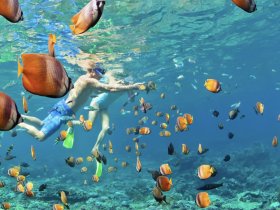 Two snorkelers explore a vibrant underwater scene filled with colorful fish, showcasing the beauty of marine life in a tropical paradise.