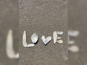 An artistic arrangement of shells spelling 'LOVE' on a sandy beach, capturing a romantic beach vibe.