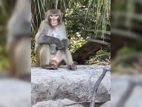 A solitary monkey sits on a rock, surrounded by lush greenery, showcasing the beauty of wildlife in its natural habitat.