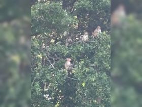 Monkey fun