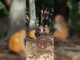 A group of monkeys interacts in their natural habitat, showcasing their social behavior and feeding activities.