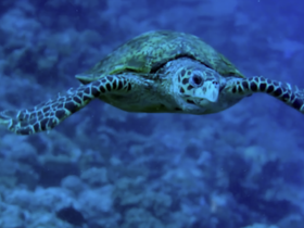 A stunning close-up of a sea turtle gracefully swimming through vibrant blue waters, showcasing the beauty of marine wildlife.