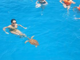 A swimmer interacts with a sea turtle in vibrant blue waters, showcasing a unique wildlife experience perfect for marine enthusiasts.