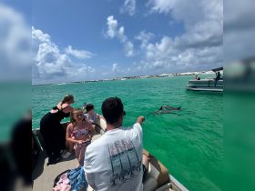 A family enjoys a close encounter with dolphins while on a boat, creating unforgettable memories in the vibrant turquoise waters.