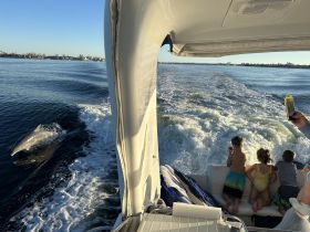 A playful dolphin swims alongside a boat as excited children watch and capture the moment on their phones — a delightful wildlife encounter on the water.