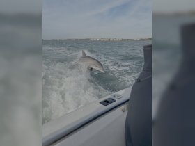 A dolphin leaps gracefully from the water, showcasing the beauty of marine wildlife during a boat trip — a thrilling sight for nature lovers.