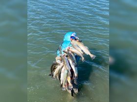 An angler proudly displays a large catch of fish while wading in the water, showcasing the thrill of a successful fishing trip.