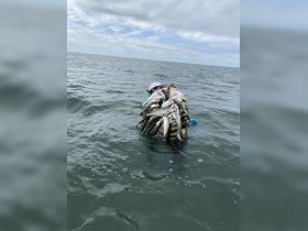 A successful fishing trip captured as an angler proudly displays a large catch while standing in the water — a testament to the thrill of fishing adventures.