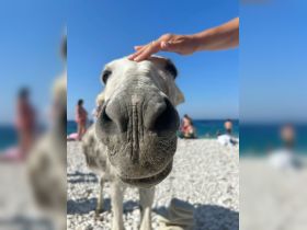 A close-up of a pig being petted on a beach, surrounded by people enjoying the sun — a unique wildlife interaction in a tropical setting.