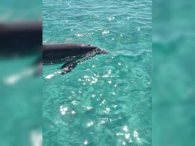 A close-up view of a dolphin swimming in crystal-clear turquoise waters, showcasing the beauty of marine wildlife encounters.