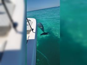 A dolphin swims gracefully beneath the clear turquoise waters, showcasing the beauty of marine wildlife encounters while boating.