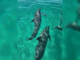 Two dolphins gracefully swim through the crystal-clear waters, showcasing the beauty of marine wildlife in their natural habitat.