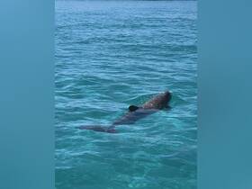 A dolphin gracefully swims through the clear turquoise waters, showcasing the beauty of marine wildlife in its natural habitat.