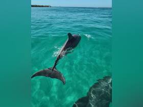A dolphin gracefully swims through the crystal-clear waters, showcasing the beauty of marine wildlife in its natural habitat.