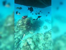 A vibrant underwater scene showcasing a variety of fish swimming around coral formations, perfect for snorkeling enthusiasts and marine life lovers.