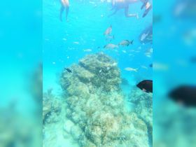 Snorkelers explore a vibrant underwater scene filled with colorful fish and coral formations, showcasing the beauty of marine life.