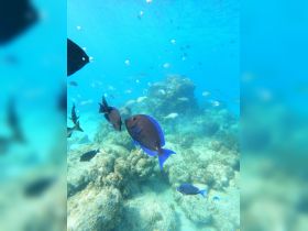 A vibrant underwater scene showcasing colorful fish swimming around coral formations — a glimpse into the rich marine life found in tropical waters.