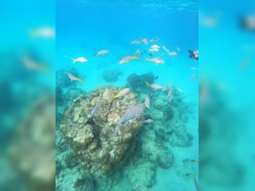 A vibrant underwater scene showcasing a school of fish swimming around coral formations, perfect for snorkeling enthusiasts exploring marine life.