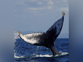 Charter Image