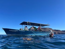 A group enjoys a snorkeling adventure near the boat 'Sphyrna', showcasing the excitement of underwater exploration in a beautiful marine setting.