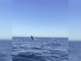 Charter Image