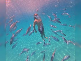 A swimmer interacts with a school of fish in crystal-clear waters, showcasing a vibrant underwater experience perfect for snorkeling enthusiasts.
