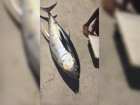 A large tuna catch displayed on the ground, showcasing the thrill of fishing adventures. Perfect for highlighting successful fishing trips.