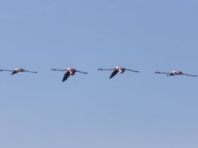 A stunning capture of a flock of flamingos gracefully flying against a clear blue sky, showcasing the beauty of wildlife in flight.