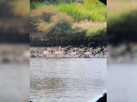 A group of flamingos wades through shallow waters, showcasing the beauty of wildlife in their natural habitat.