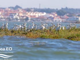 A flock of elegant white birds stands on a grassy bank in an estuary, showcasing the beauty of wildlife in natural habitats.