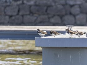 A group of birds perches on a dock, showcasing their unique plumage against a serene waterfront backdrop — a delightful sight for nature lovers.