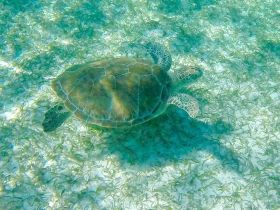 A serene underwater shot of a turtle gliding over seagrass, showcasing the beauty of marine wildlife in its natural habitat.