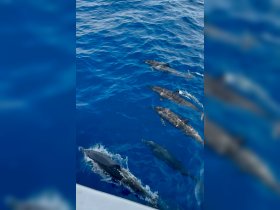 A captivating view of dolphins swimming gracefully in the deep blue ocean, showcasing the beauty of marine wildlife in their natural habitat.