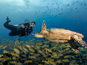 A diver interacts with a majestic sea turtle amidst a school of vibrant fish, showcasing the beauty of underwater wildlife encounters.
