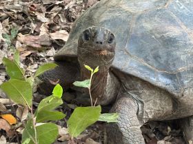 A close-up of a turtle in its natural habitat, showcasing its unique features and surroundings. Perfect for wildlife enthusiasts and nature lovers.